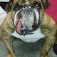 Illustration for article titled Saturday Night Social: Competition Is Fierce for This Years Worlds Ugliest Dog Pageant